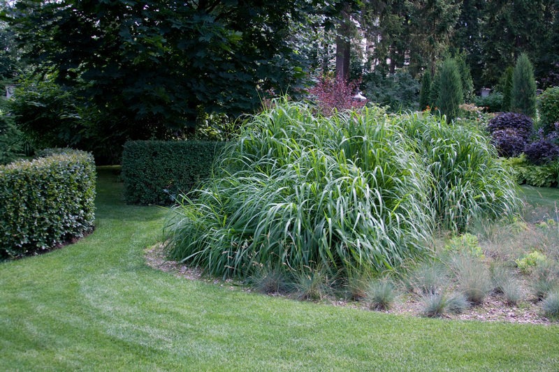 imgi_7_Light_shade_summer7 imgi_7_Light_shade_summer7