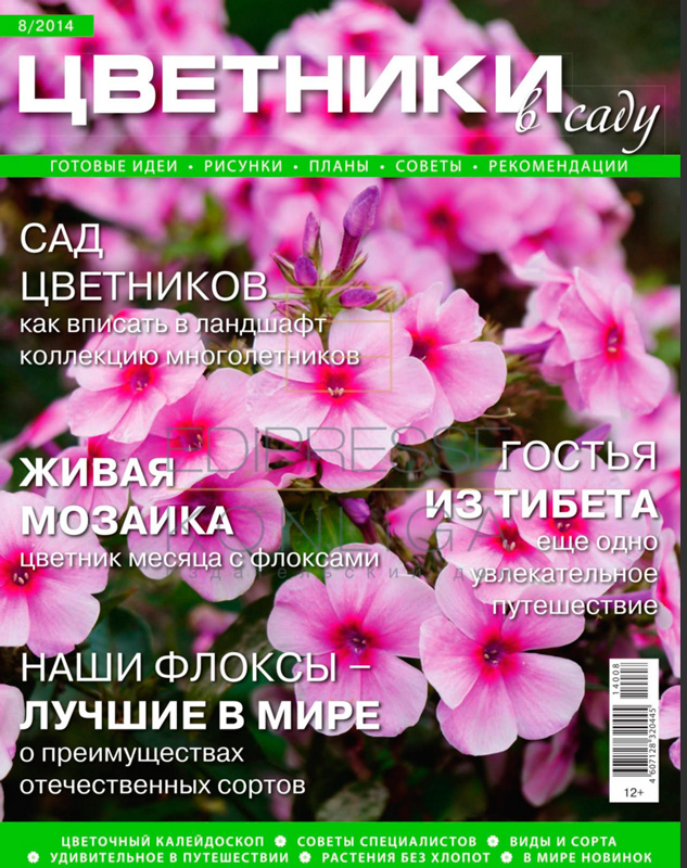 Наши флоксы - лучшие в мире! 