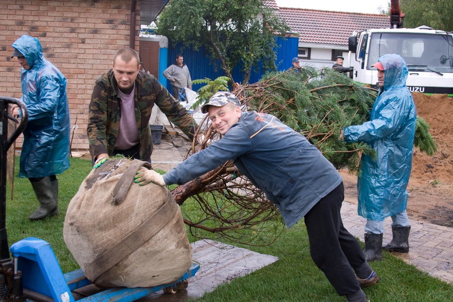 Посадка крупномеров