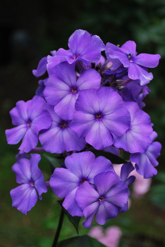 Флокс метельчатый Blue Paradise