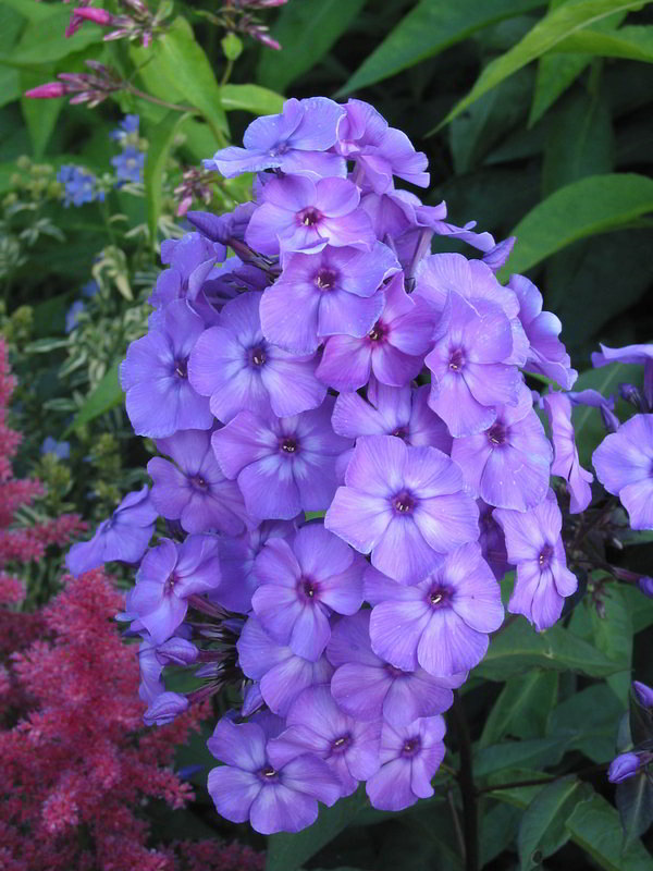 Blue-Paradise_2