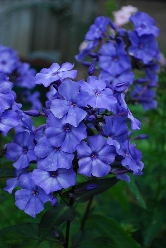 Blue-Paradise_3
