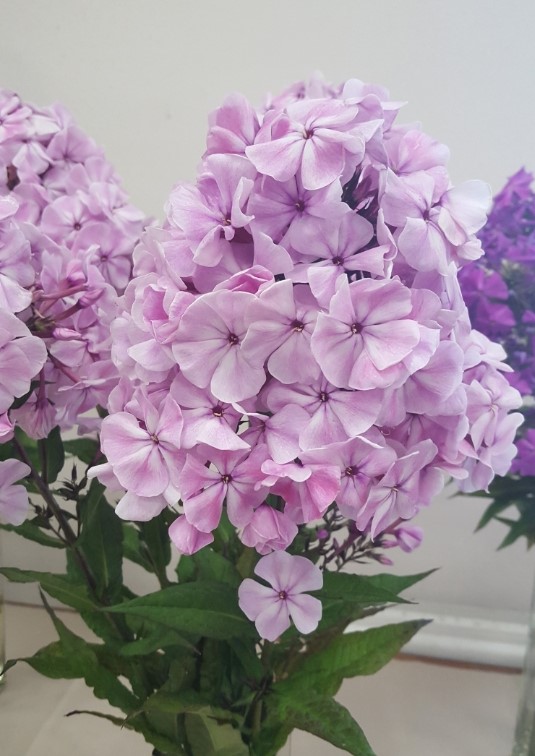 Флокс метельчатый Богема