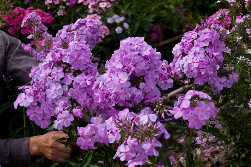 Lilac-Time Флокс метельчатый Lilac Time