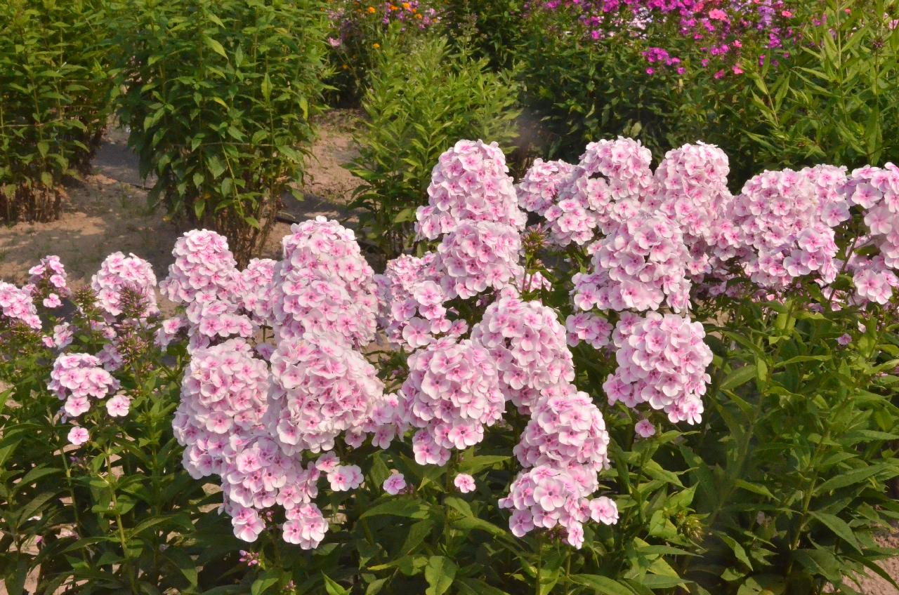 Magic_flute_2
