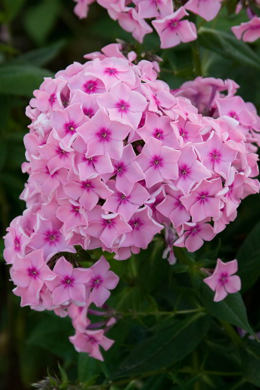 Romantiс_2 Romantiс_2